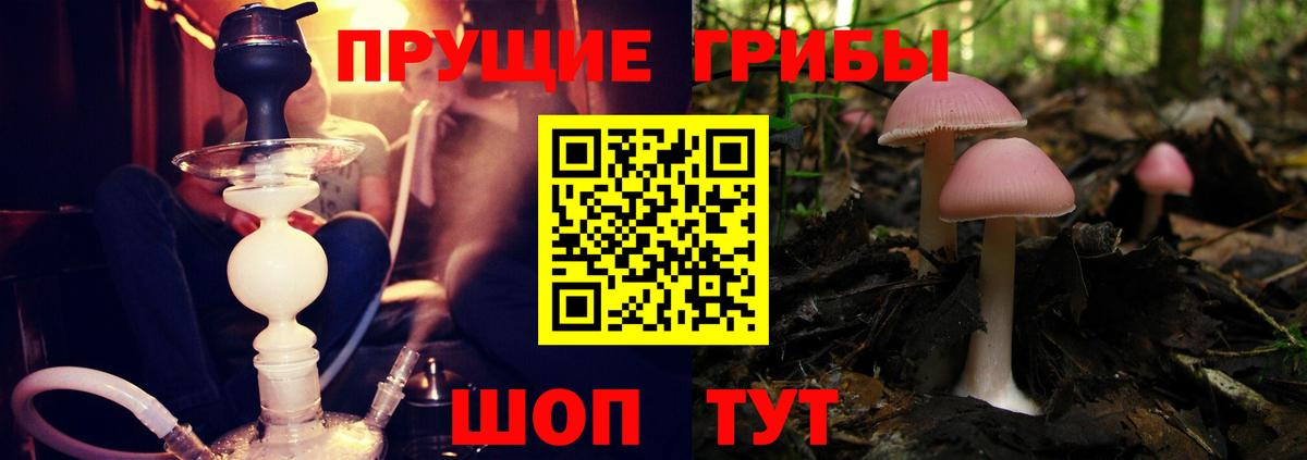 Псилоцибиновые грибы Psilocybine cubensis  Псилоцибиновые грибы MAGIC MUSHROOMS  Бердск 